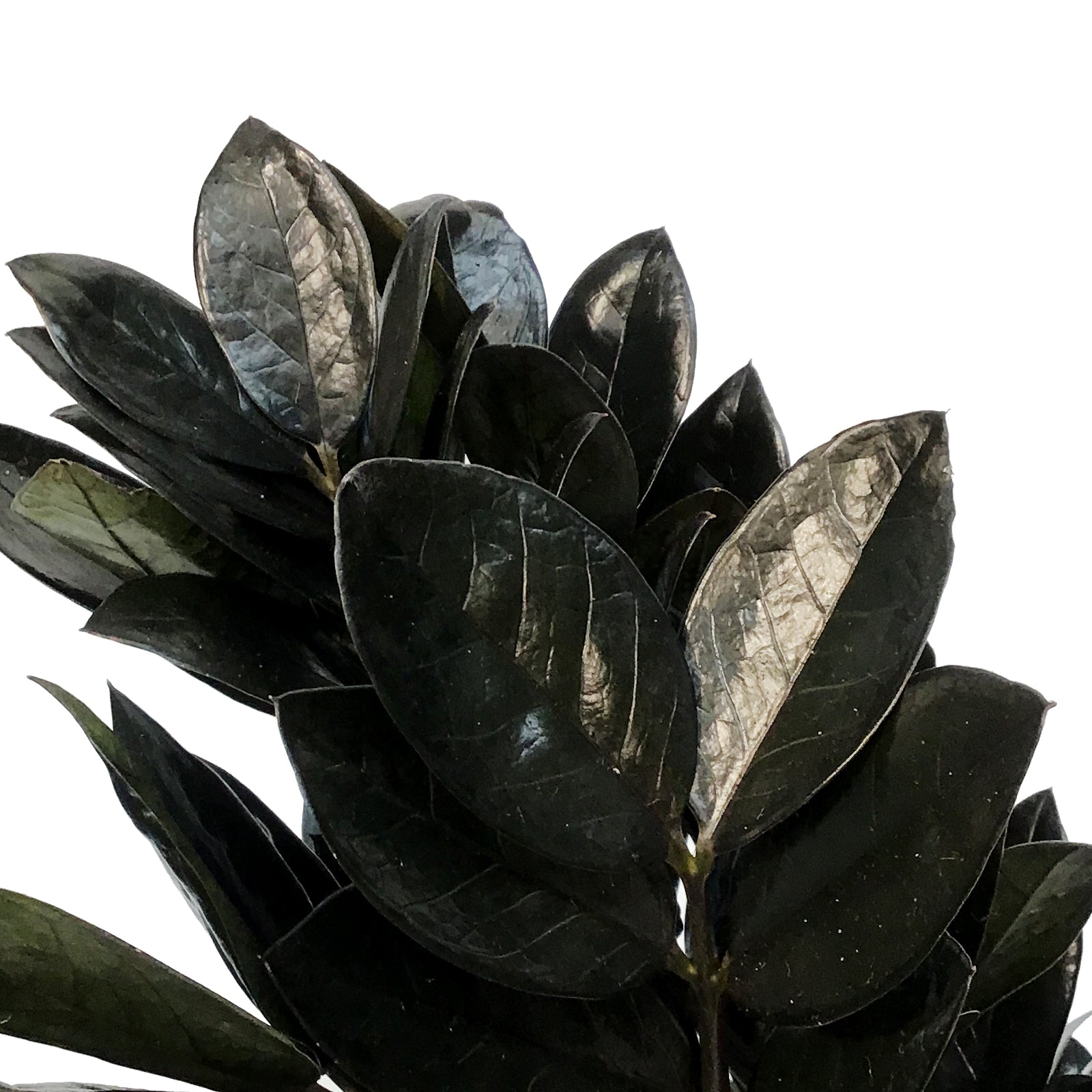 nova star zz plant ZZ Plant, 6in, Black Nova Star