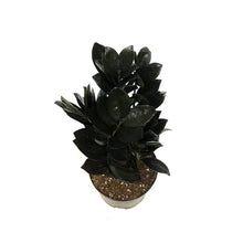 Load image into Gallery viewer, ZZ Plant, 6in, Black Nova Star
