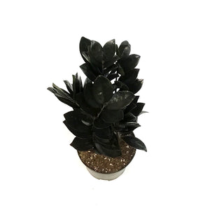 ZZ Plant, 6in, Black Nova Star