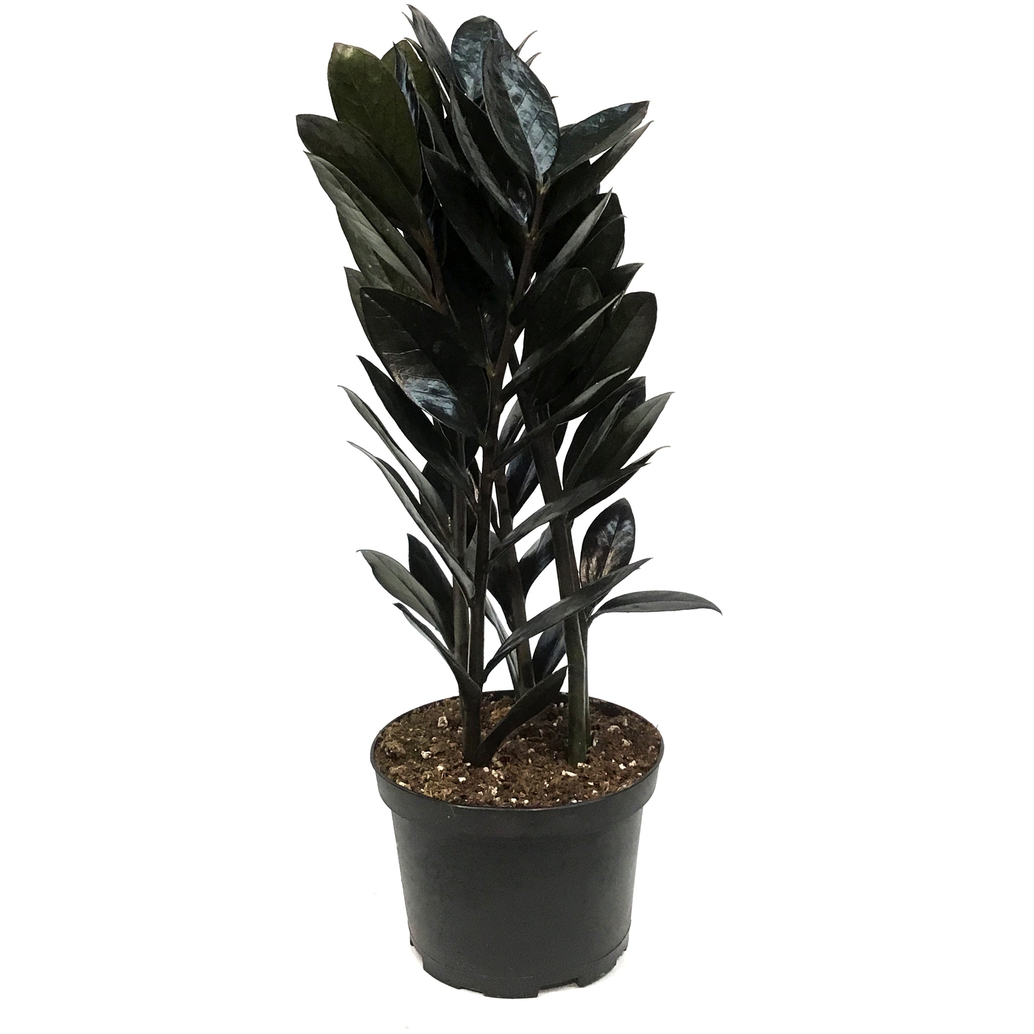 nova star zz plant ZZ Plant, 6in, Black Nova Star – Floral Acres Greenhouse & Garden Centre