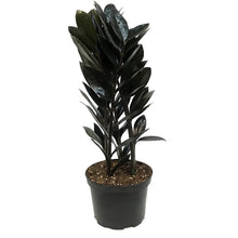 Load image into Gallery viewer, ZZ Plant, 6in, Black Nova Star
