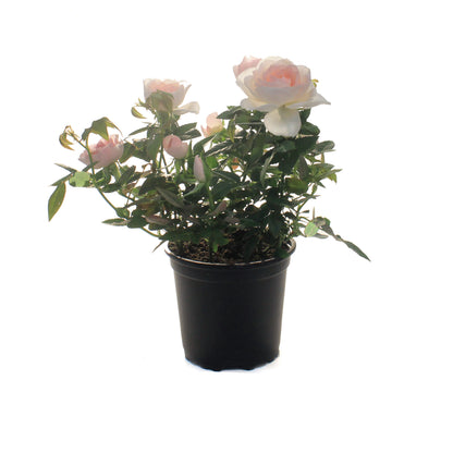 Mini Rose, 4in, RosAroma
