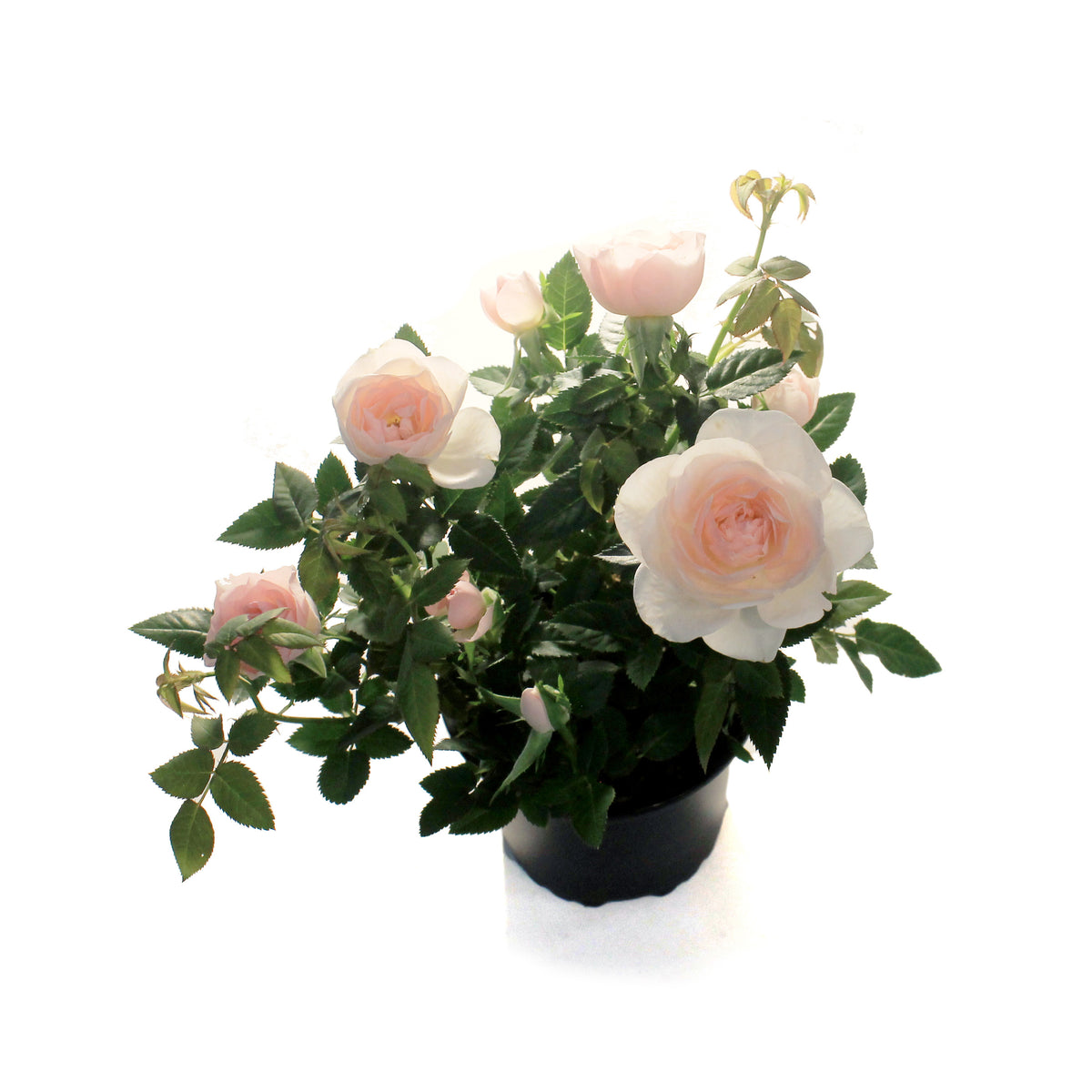Mini Rose, 4in, RosAroma