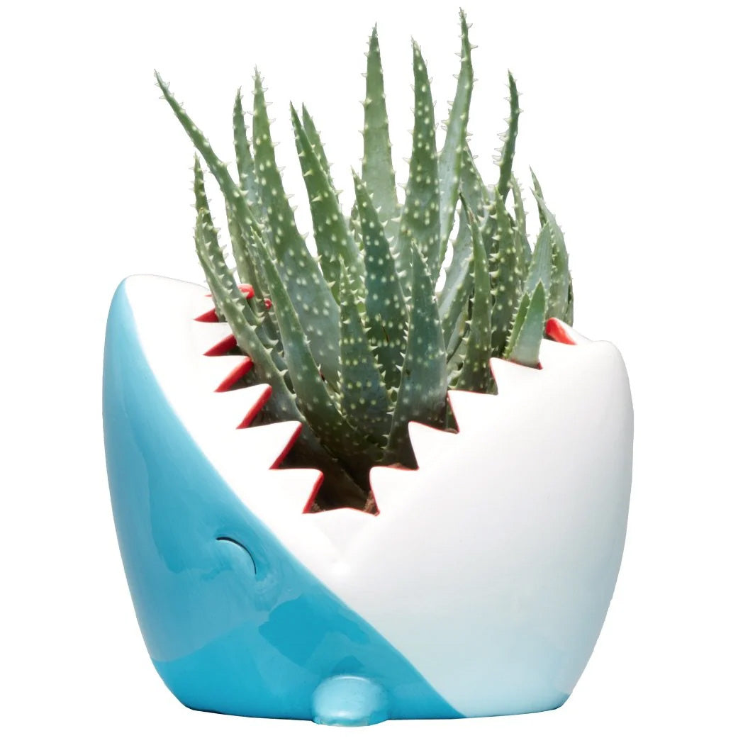 Ceramic Shark Planter