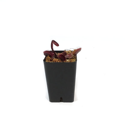 Venus Flytrap, 2.25in, Red