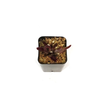 Venus Flytrap, 2.25in, Red