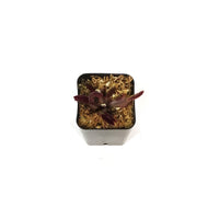 Venus Flytrap, 2.25in, Red