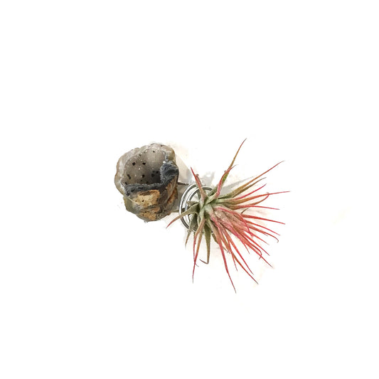 Tillandsia Ionantha Mounted on Agate Geode