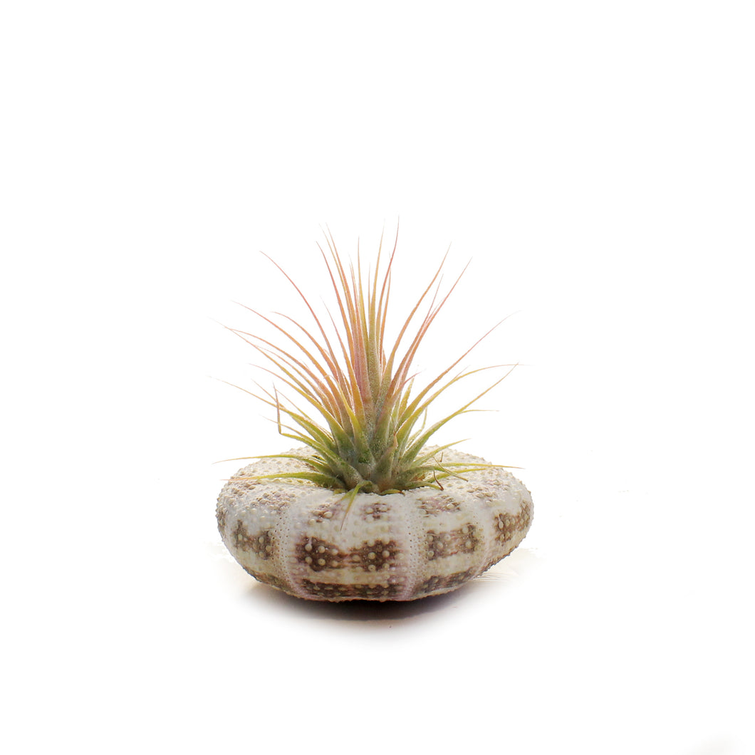 Tillandsia Ionantha Jellyfish