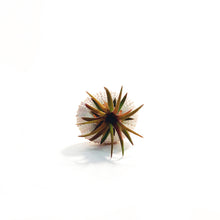 Load image into Gallery viewer, Tillandsia Pink Jellyfish, Small
