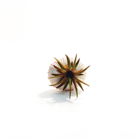 Tillandsia Pink Jellyfish, Small