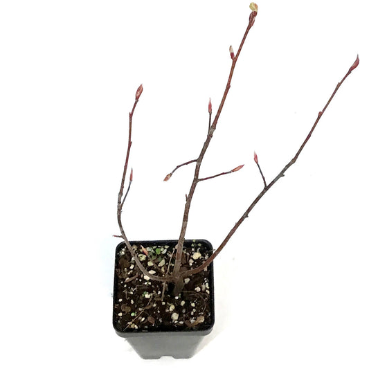 Service Berry, Saskatoon Berry, 2.5in