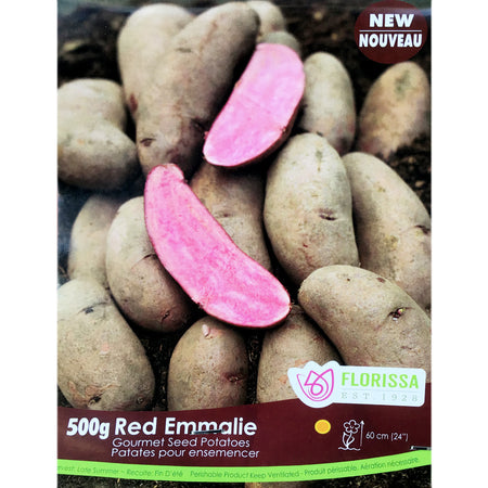 Seed Potato - Red Emmalie, VN, 500g Bag