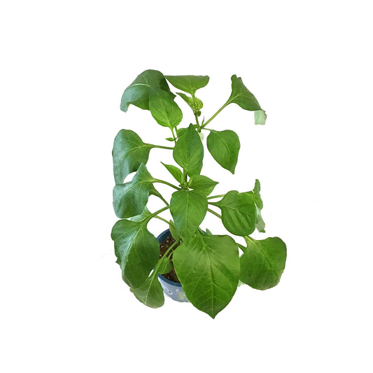 Kitchen Minis™ Hot Pepper, 4in, Fajita