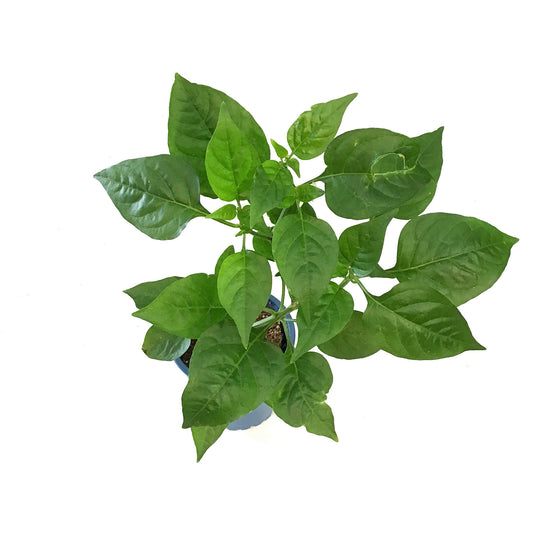 Kitchen Minis™ Hot Pepper, 4in, Burito