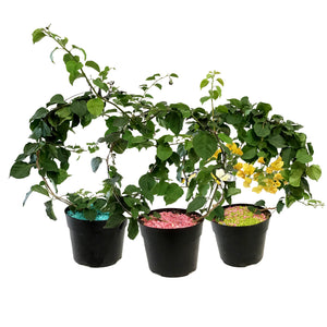 Bougainvillea, 8in, Assorted Colours with Ring