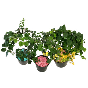 Bougainvillea, 8in, Assorted Colours with Ring