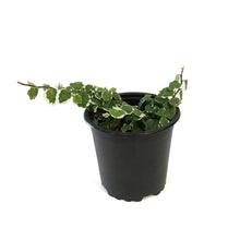 Load image into Gallery viewer, Ficus, 4in,Creeping Fig Varigated
