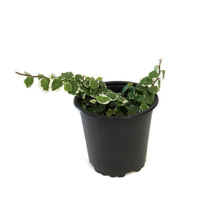 Ficus, 4in,Creeping Fig Varigated