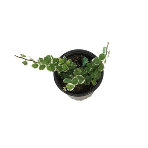 Ficus, 4in,Creeping Fig Varigated