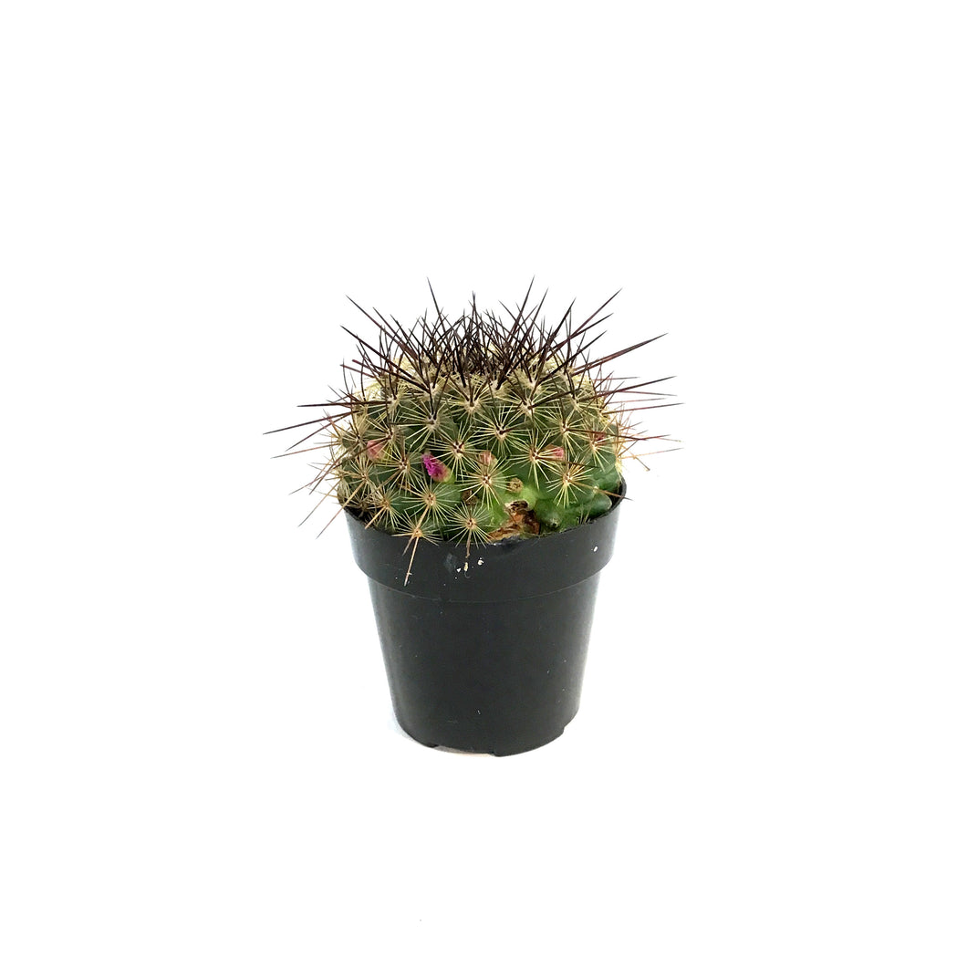 Cactus, 2.5in, Mammillaria 'Ginsea Maru'