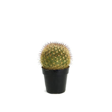 Load image into Gallery viewer, Cactus, 2.5in, Mammillaria Densispina
