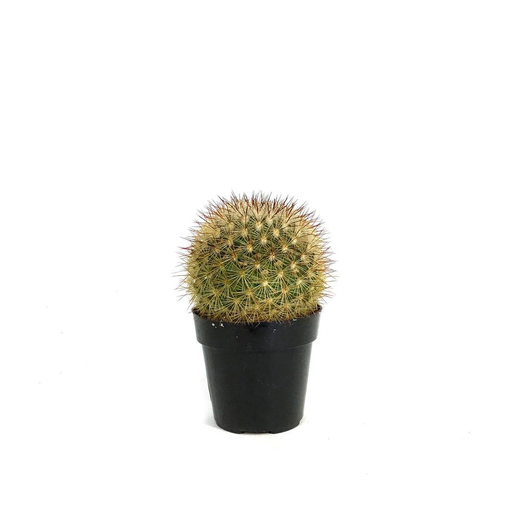 Cactus, 2.5in, Mammillaria Densispina