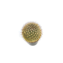 Load image into Gallery viewer, Cactus, 2.5in, Mammillaria Densispina
