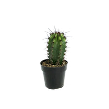 Load image into Gallery viewer, Cactus, 2.5in, Lemaireocereus
