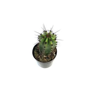 Cactus, 2.5in, Lemaireocereus