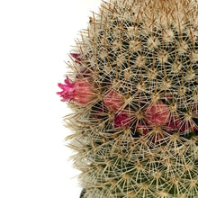 Load image into Gallery viewer, Cactus, 2.5in, Mammillaria Bristle Brush
