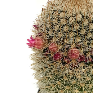 Cactus, 2.5in, Mammillaria Bristle Brush