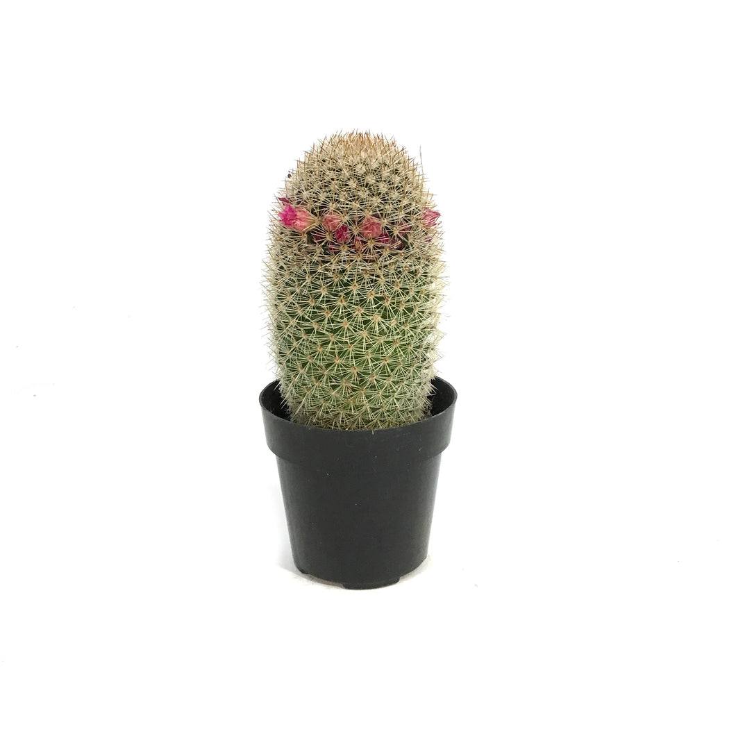 Cactus, 2.5in, Mammillaria Bristle Brush