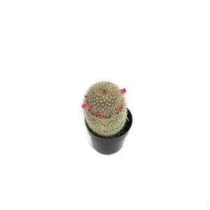 Cactus, 2.5in, Mammillaria Bristle Brush