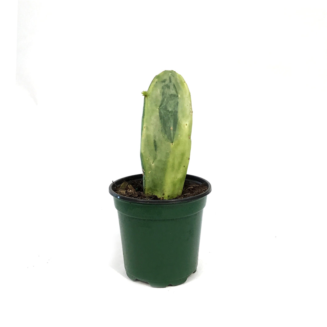 Cactus, 4in, Prickly PearVariegated