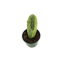 Load image into Gallery viewer, Cactus, 4in, Prickly PearVariegated

