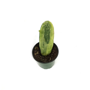 Cactus, 4in, Prickly PearVariegated