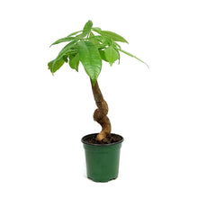 Load image into Gallery viewer, Pachira, 4in, Money Tree Serpent
