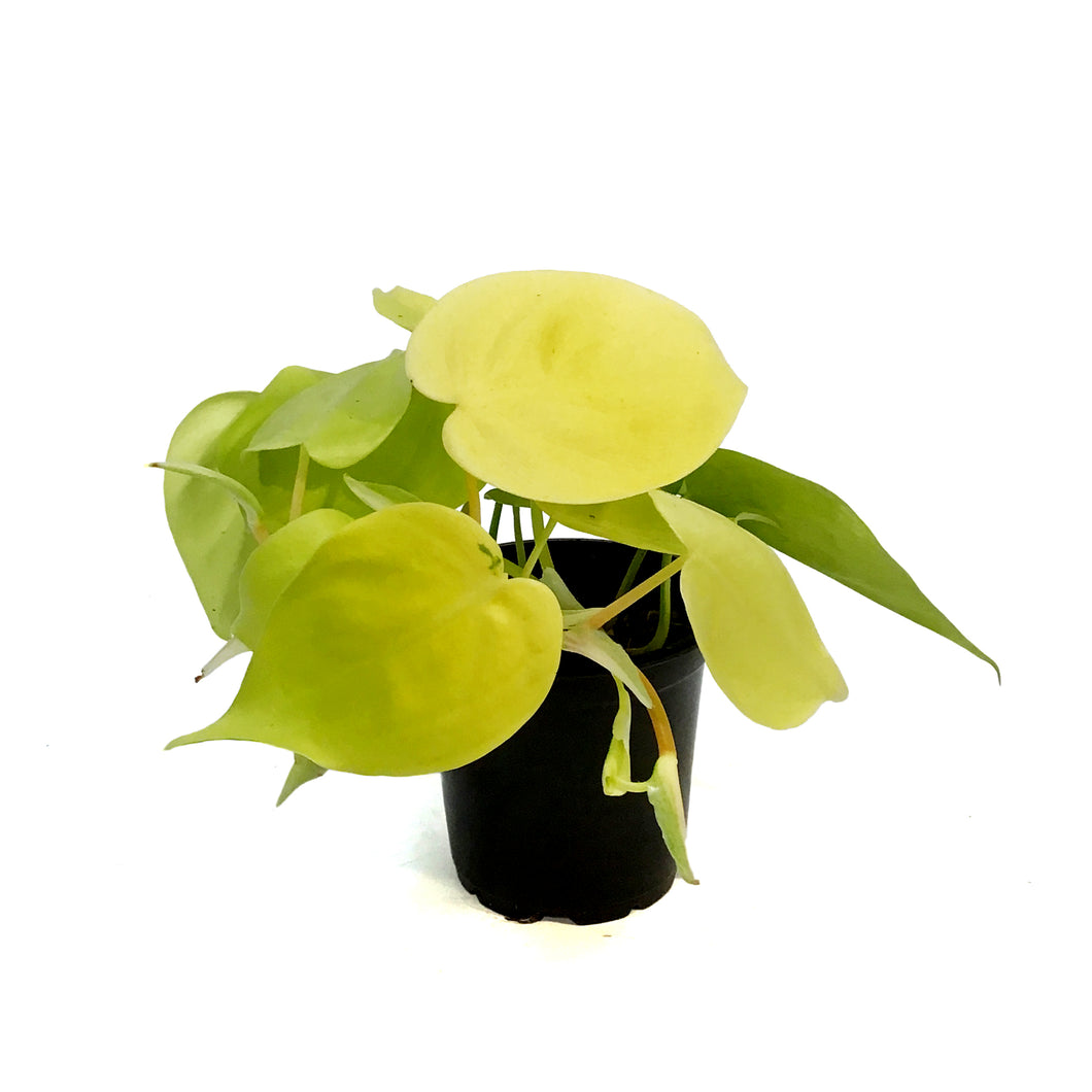 Philodendron, 4in, Lemon Cordatum