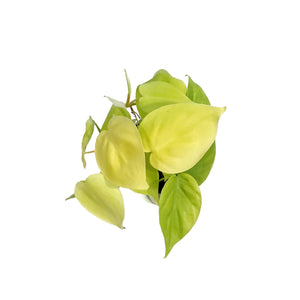 Philodendron, 4in, Lemon Cordatum