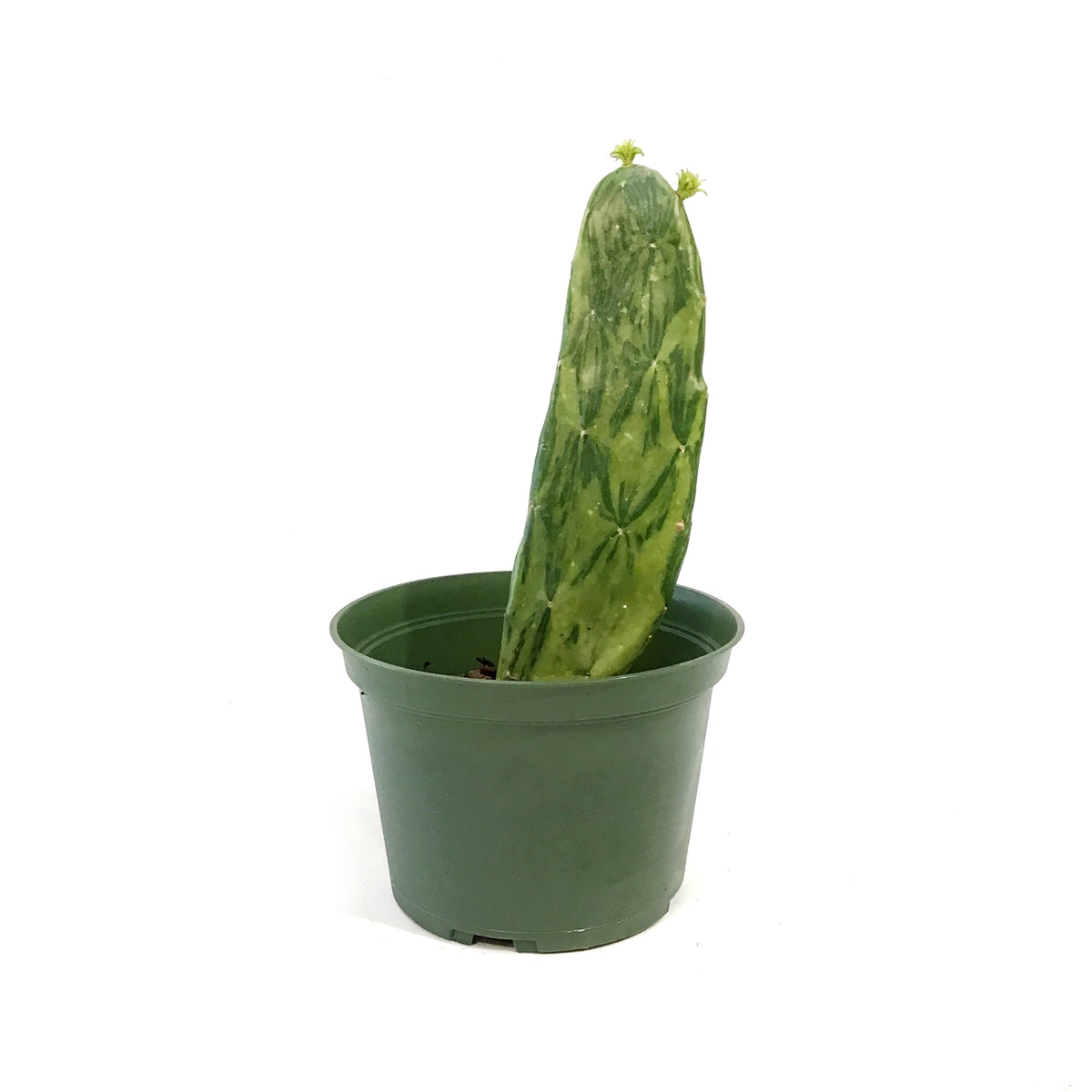 Cactus, 6in, Prickly PearVariegated