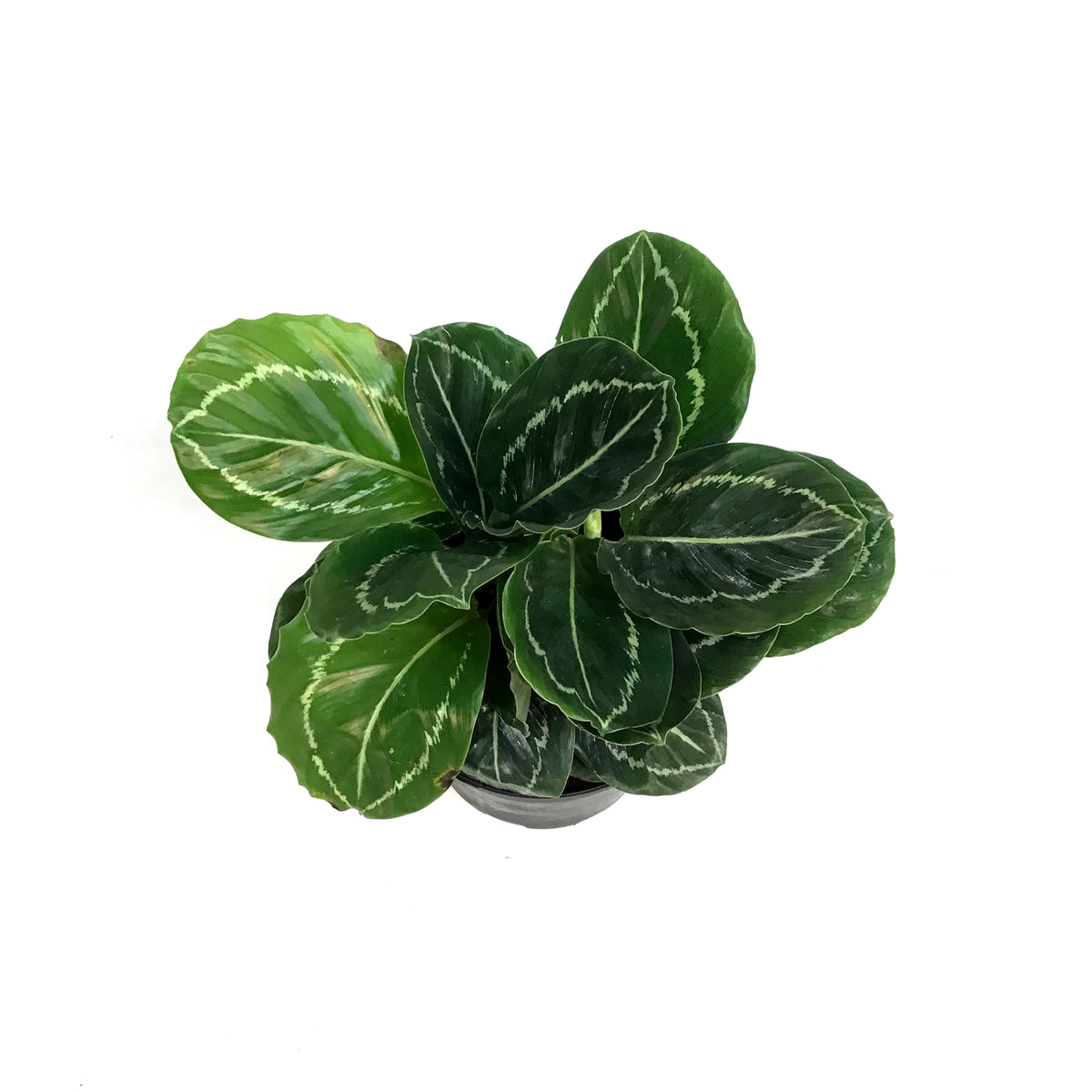 Calathea, 6in, Green Beauty