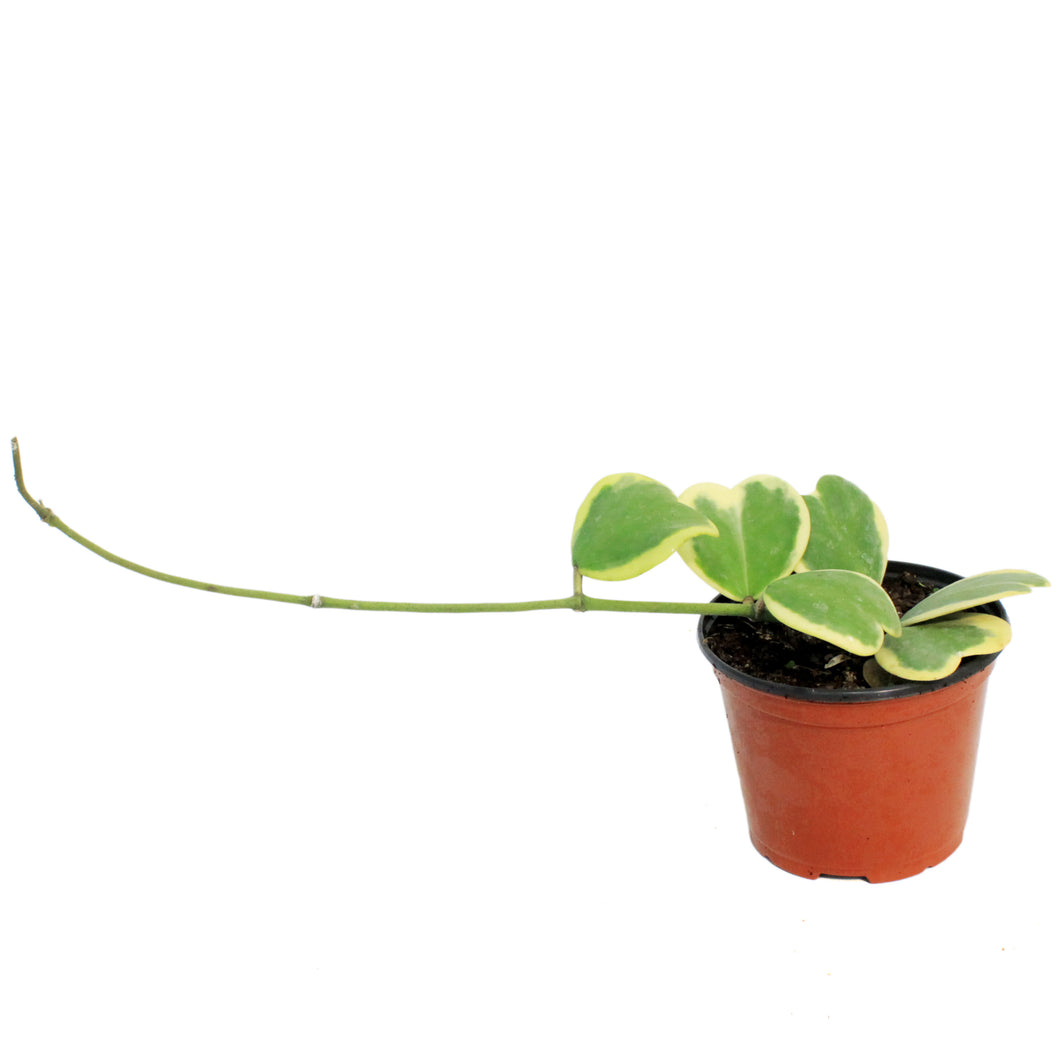 Hoya, 6in, Kerrii Variegated