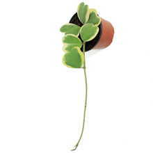 Load image into Gallery viewer, Hoya, 6in, Kerrii Variegated
