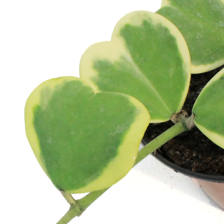 Hoya, 6in, Kerrii Variegated