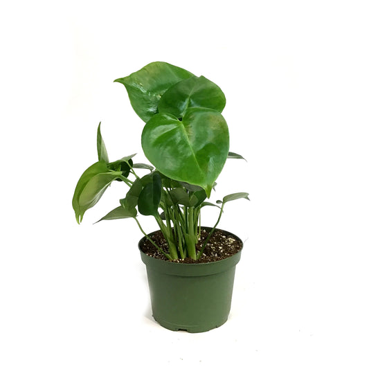 Monstera, 6in,