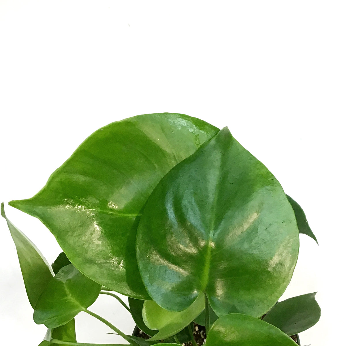 Monstera, 6in,