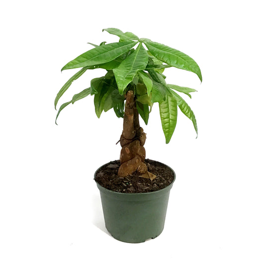 Money Tree, 6in, HarleyBraid