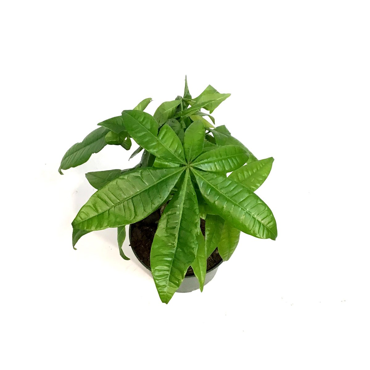 Money Tree, 6in, HarleyBraid
