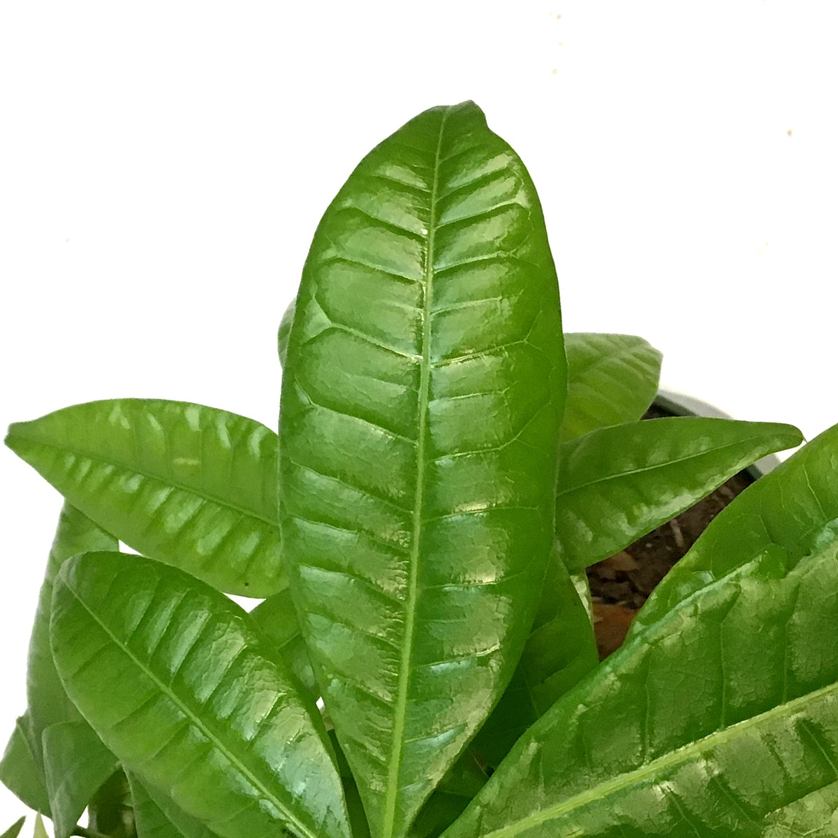 Money Tree, 6in, HarleyBraid